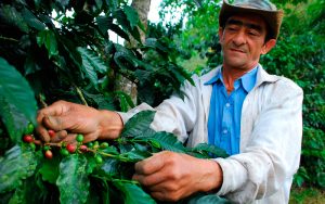 Científicos latinos crean una aplicación digital para visualizar plagas