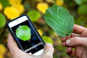 Científicos latinos crean una aplicación digital para visualizar plagas