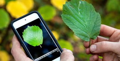 Científicos latinos crean una aplicación digital para visualizar plagas