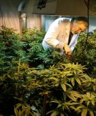 La industria de la marihuana medicinal en crecimiento