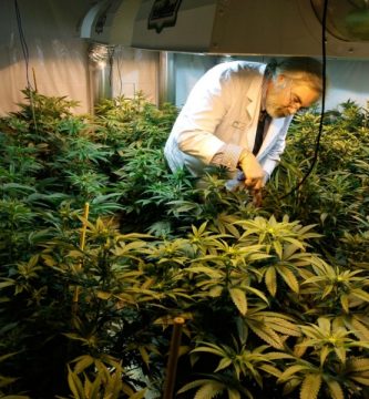 La industria de la marihuana medicinal en crecimiento