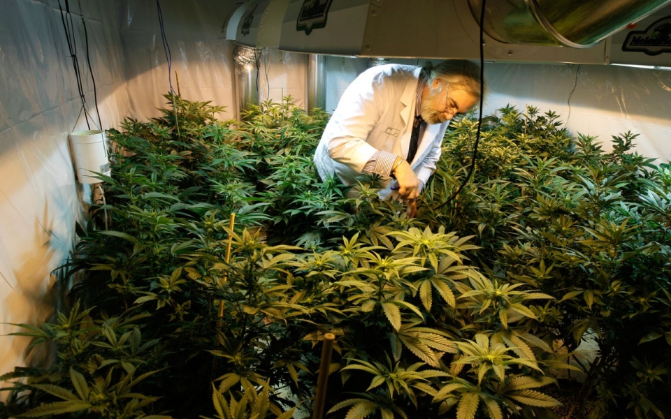 La industria de la marihuana medicinal en crecimiento