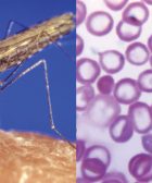 Medicinas-Los-científicos-exploran-nuevas-formas-de-controlar-la-malaria