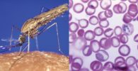 Medicinas-Los-científicos-exploran-nuevas-formas-de-controlar-la-malaria