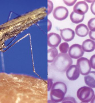 Medicinas-Los-científicos-exploran-nuevas-formas-de-controlar-la-malaria
