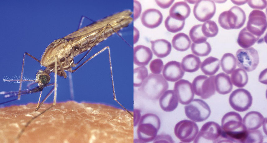 Medicinas-Los-científicos-exploran-nuevas-formas-de-controlar-la-malaria