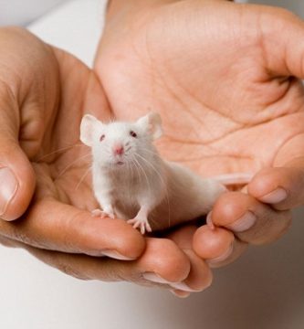 Cegueracura-Crean-fotorreceptores-artificiales-para-restaurar-vista-en-ratones-ciegos