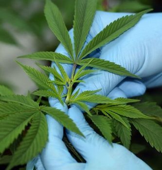 Chile-comienza-a-distribuir-primer-fármaco-chileno-a-base-de-Cannabis