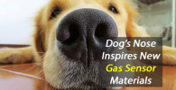 Crean-super-detector-de-gases-inspirado-en-el-olfato-canino