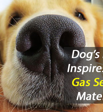 Crean-super-detector-de-gases-inspirado-en-el-olfato-canino