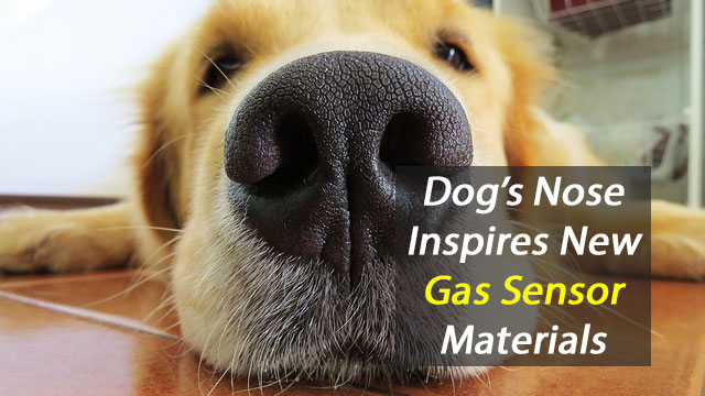 Crean-super-detector-de-gases-inspirado-en-el-olfato-canino