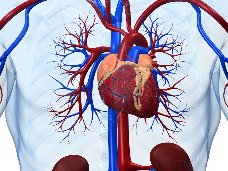 Desarrollan prometedor suplemento dietético para revertir envejecimiento cardiovascular